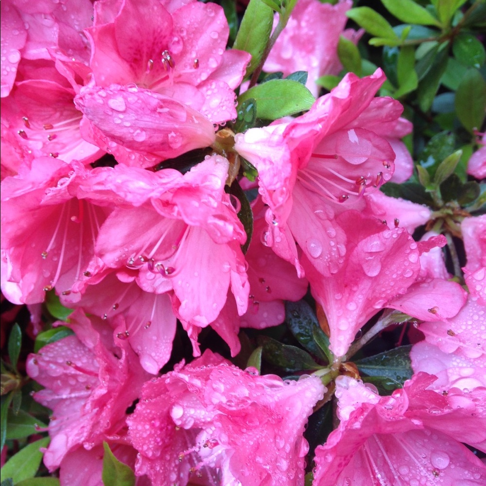 Meet your Posher, Pilar